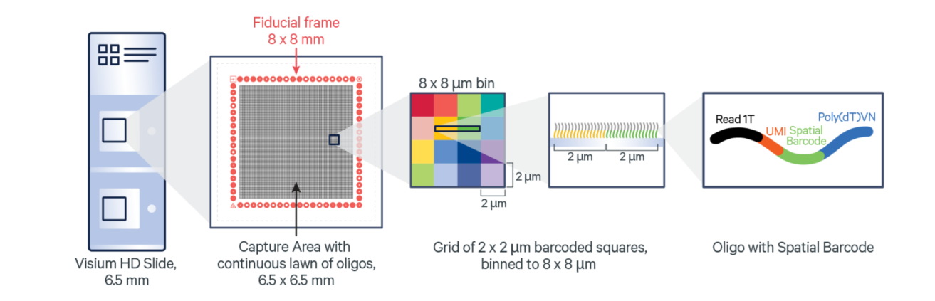 Visium Spatial Services