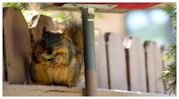 Call Pest Control Services Immediately Whenever You Spot Animals Around