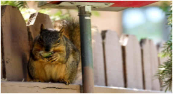 Five Essential Questions to Ask Pest Control Partners Before Hiring