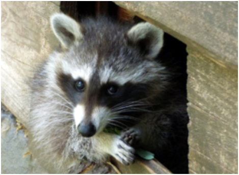 Five Essential Questions to Ask Pest Control Partners Before Hiring