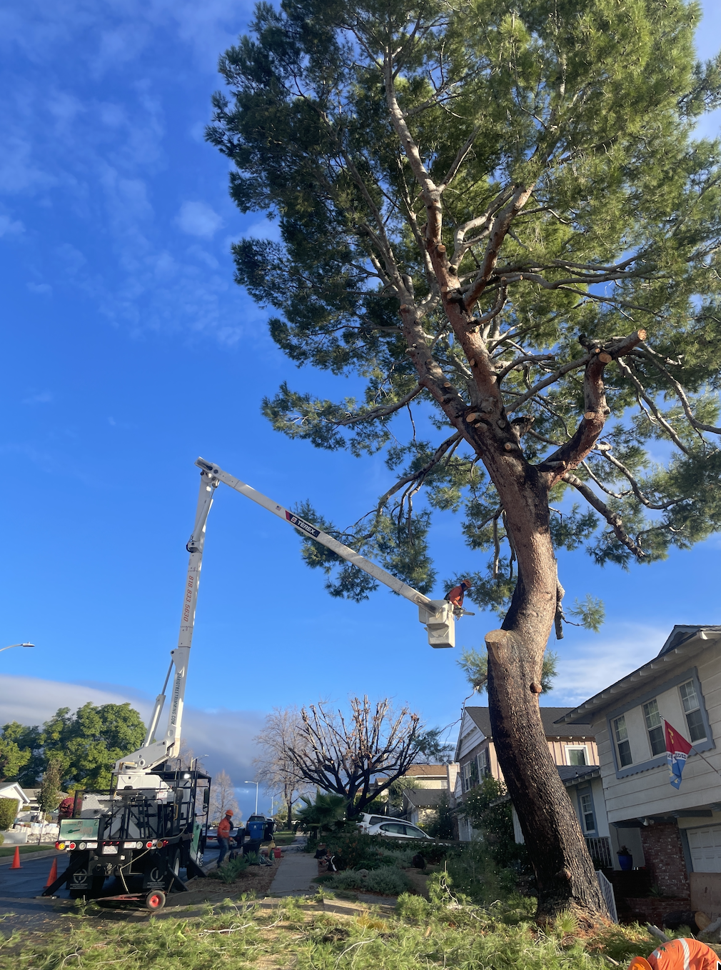 From Roots to Canopy: What It Takes to Keep Trees Healthy in Sylmar