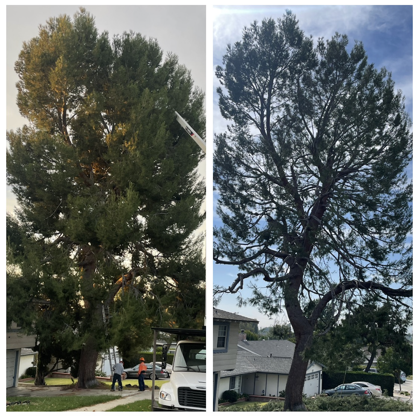 From Roots to Canopy: What It Takes to Keep Trees Healthy in Sylmar