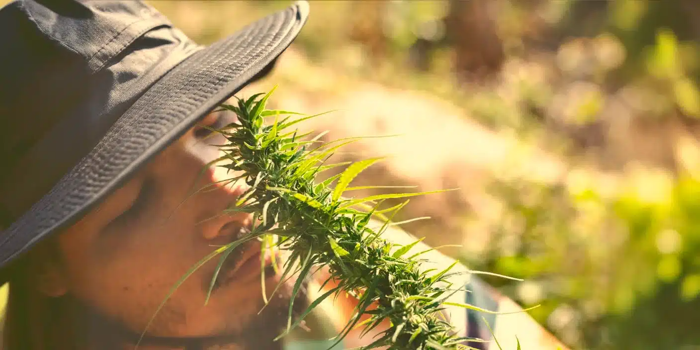 Del Plata Seeds Banco de Semillas de Cannabis en Argentina