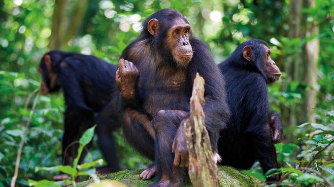 Rwanda Safari Packages Offering Gorilla Trekking, Wildlife Encounters, and Scenic Adventures