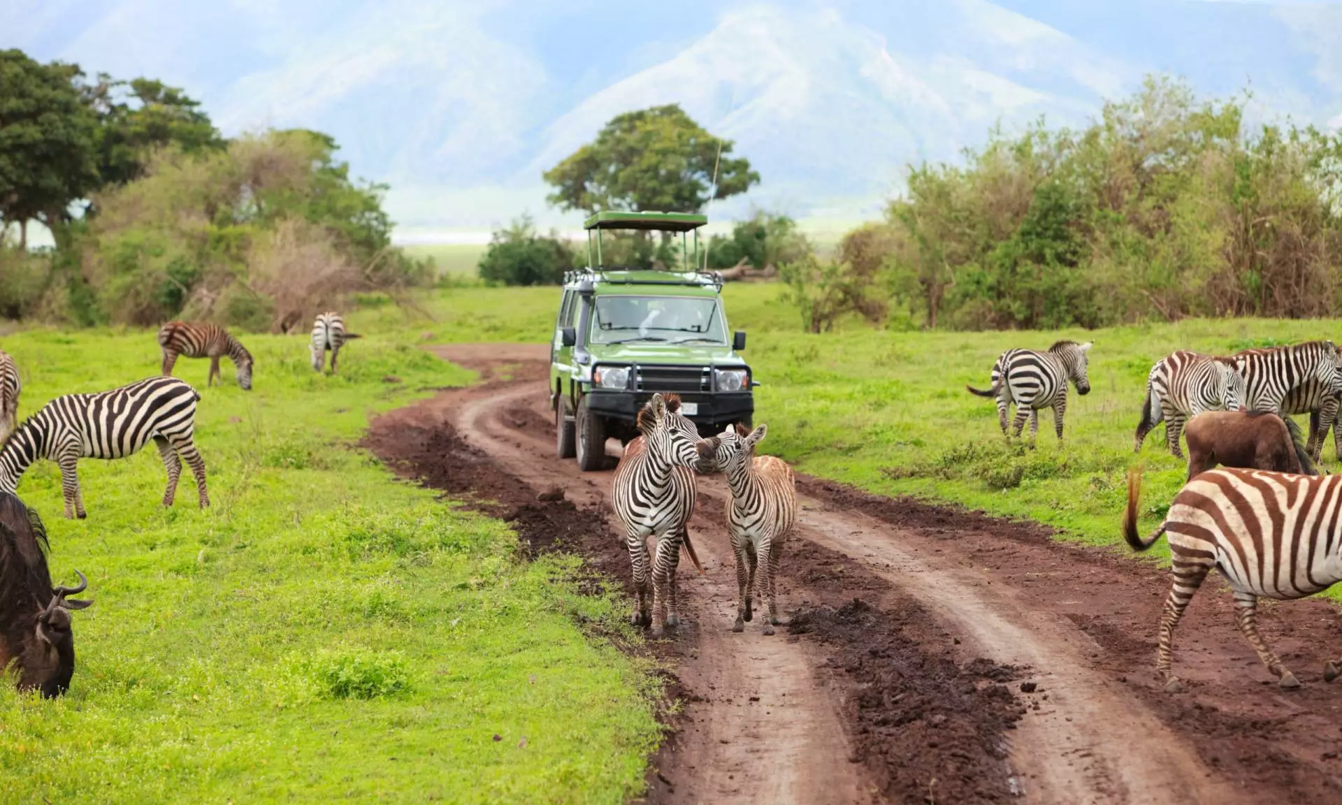 Rwanda Safari Packages Offering Gorilla Trekking, Wildlife Encounters, and Scenic Adventures