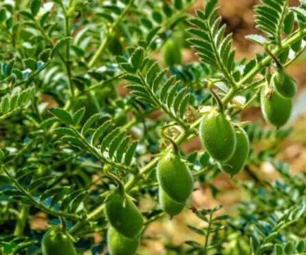 Desi Chana Exporter from Indi