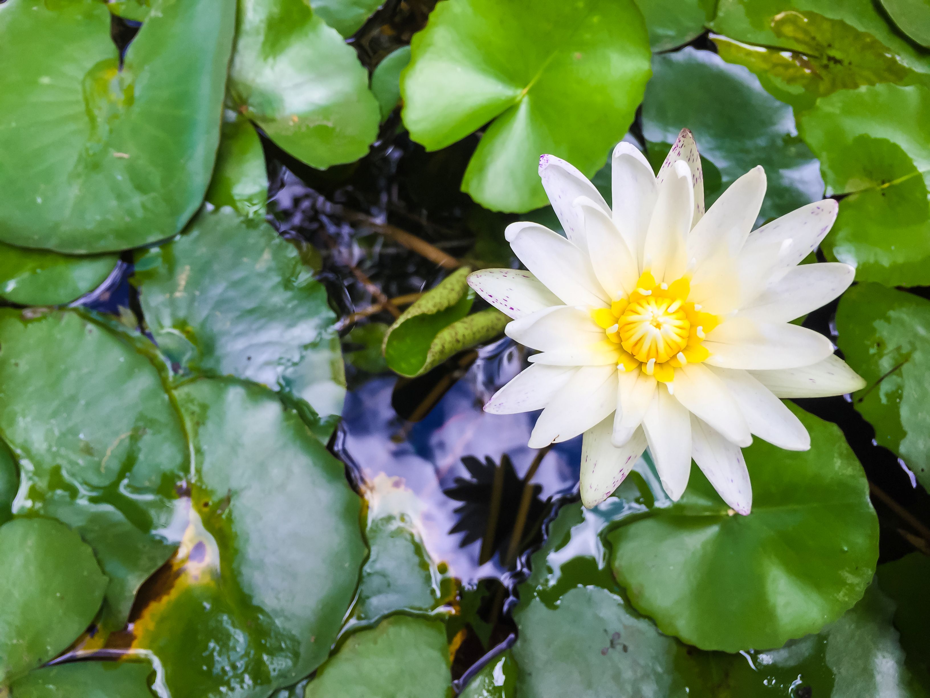 Lilia wodna – królewski akcent w oczku wodnym