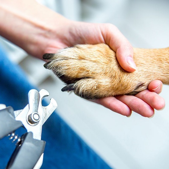 A Guide to Canine Nail Health