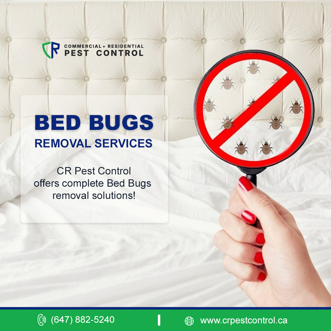Expert Bed Bug Removal Services in Oshawa for Urgent Infestations