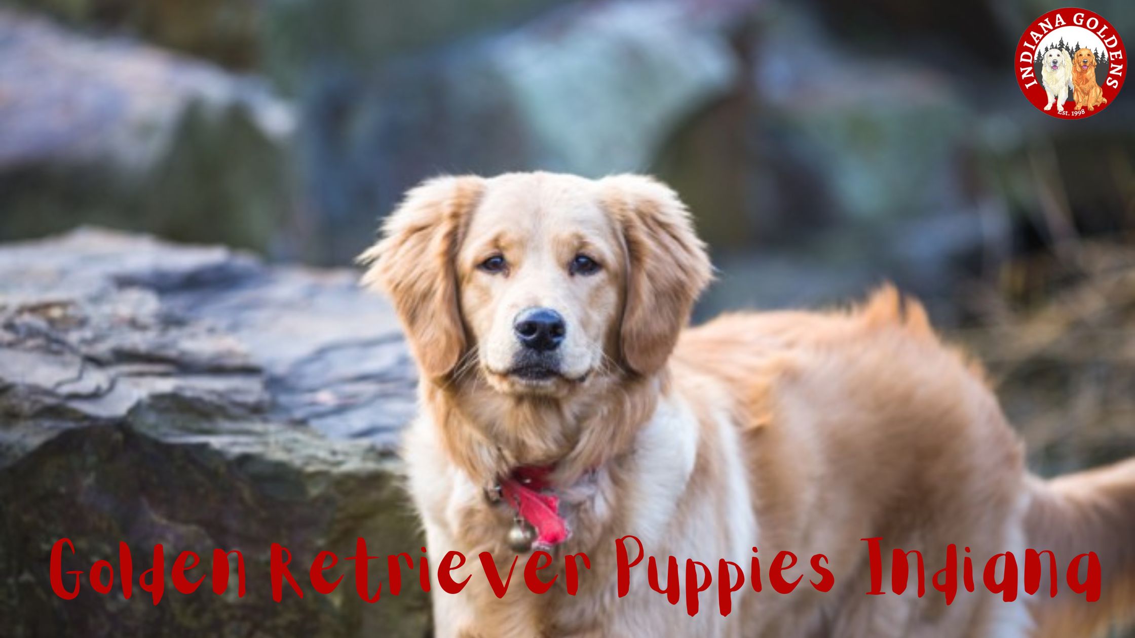 Golden Retriever Puppies Indiana: Finding Your Perfect Companion