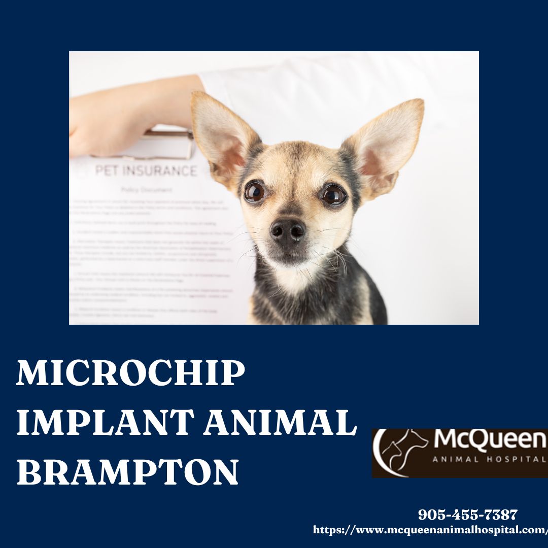 Why is an animal microchip implant brampton essential for pet safety?