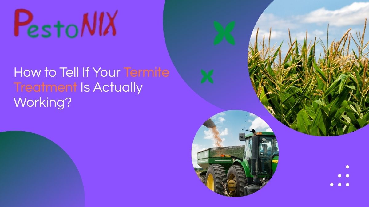 professional termite control service in Kolkata