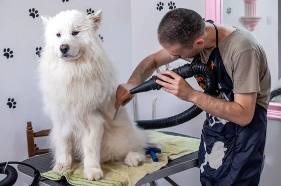 Professional Dog Groomers Westchase Guide