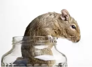 Complete Guide to Pest Control in Groveland for Homes and Businesses