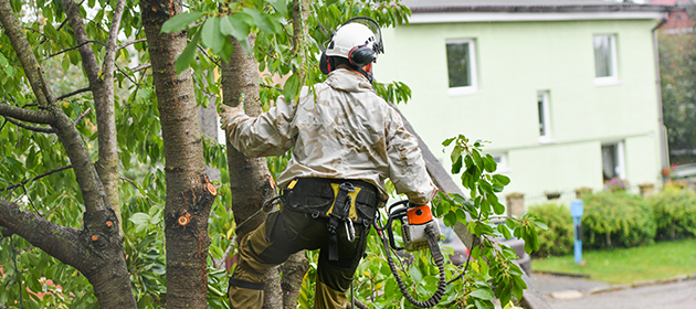 Discover the Art of Tree Trimming in Sacramento