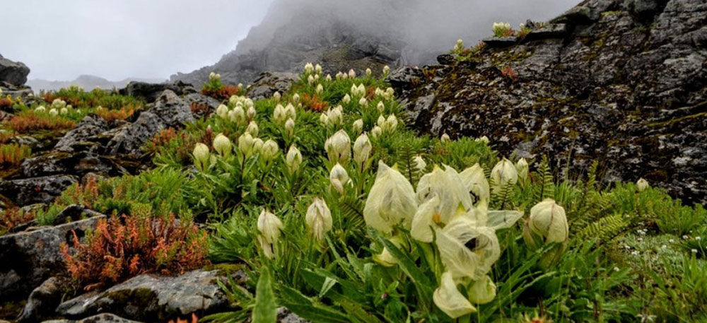 valley of flowers trek cost