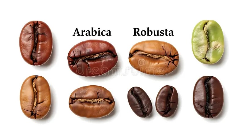Arabica Coffee Beans vs Robusta Coffee Beans: Understanding the Difference