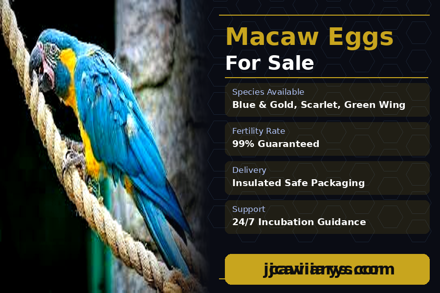 The Complete Guide to Macaw Eggs for Sale: What Every Bird Enthusiast Should Know