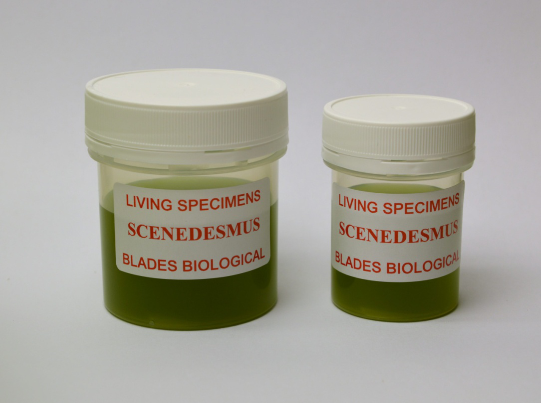Using Algae Cultures in Controlled Laboratory Experiments