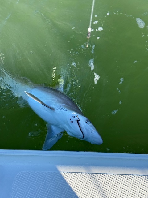 Sunset vs Sunrise Charters: Which Is Right for You?