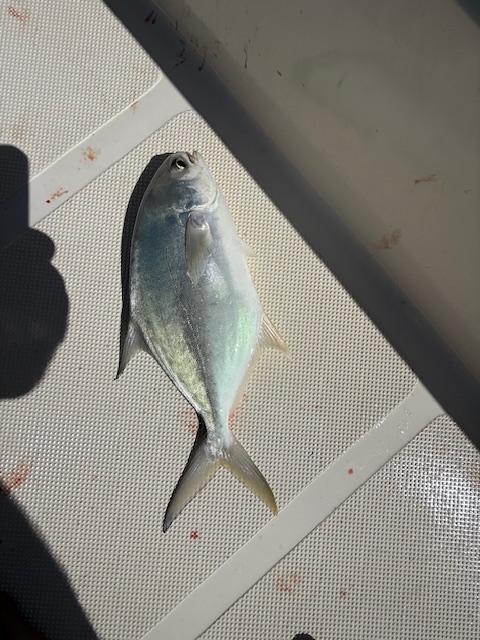 Sunset vs Sunrise Charters: Which Is Right for You?