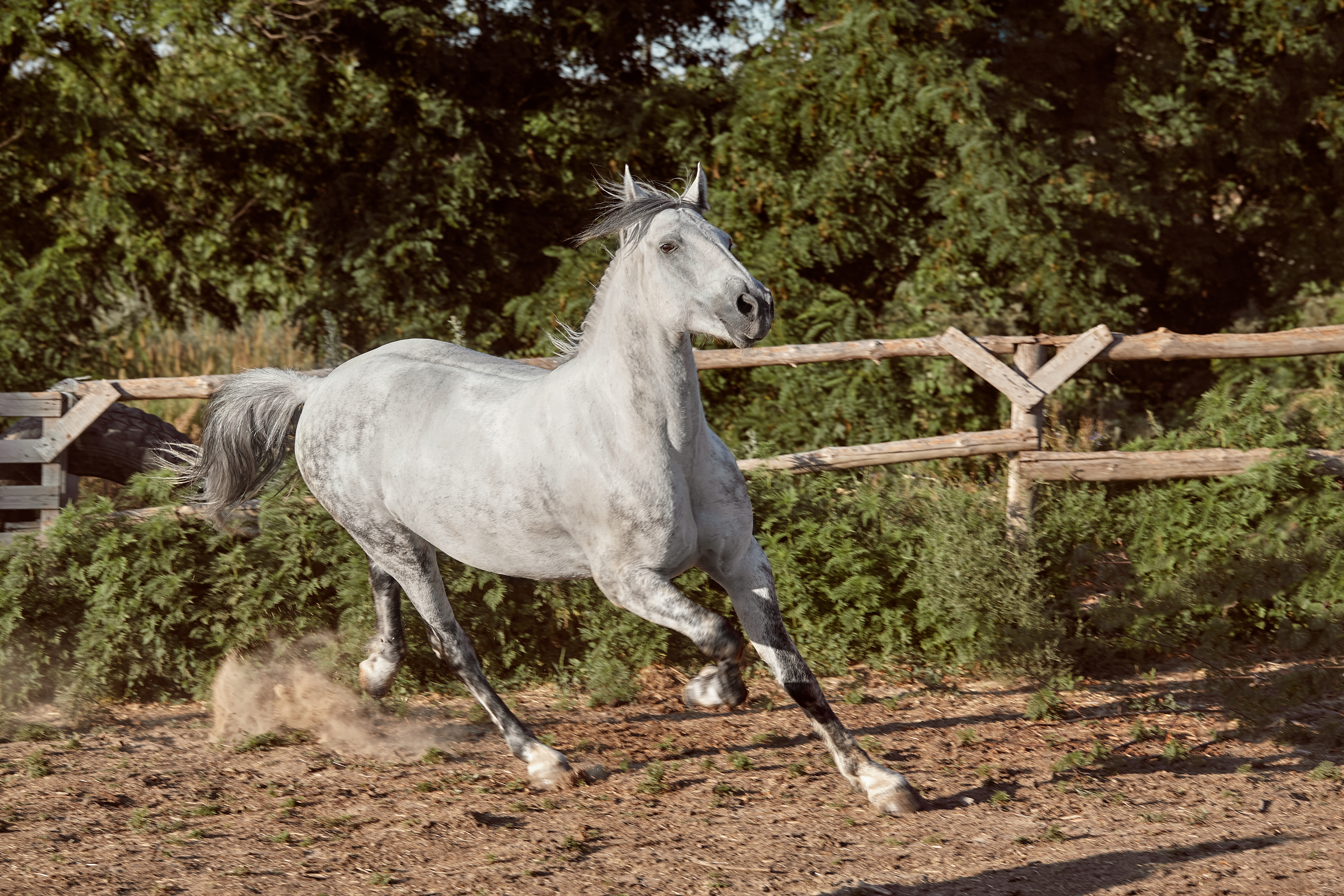 How MSM Supplement Supports Flexibility in Active Horses