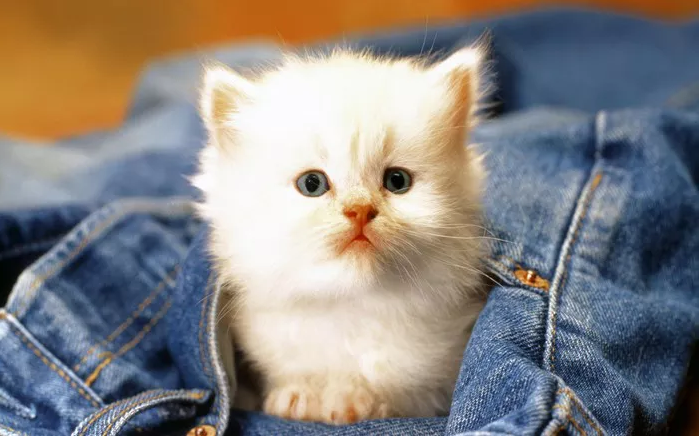 50 Cute, Clever & Classy Ragdoll Cat Names You’ll Love