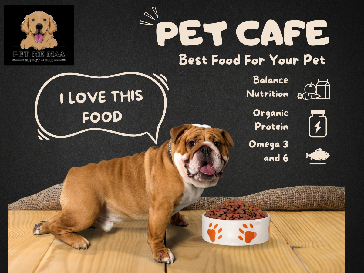 What Is the Best Dog Cafe Near Me in Noida?