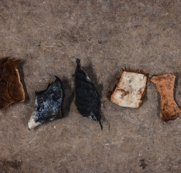 Natural Long Lasting Dog Chews for Large Dogs: A Complete Guide