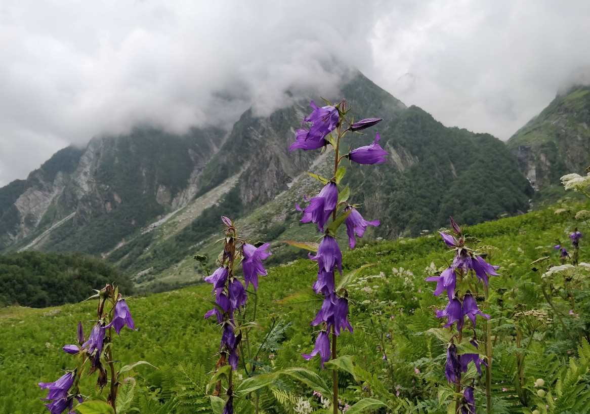Valley of flowers trek