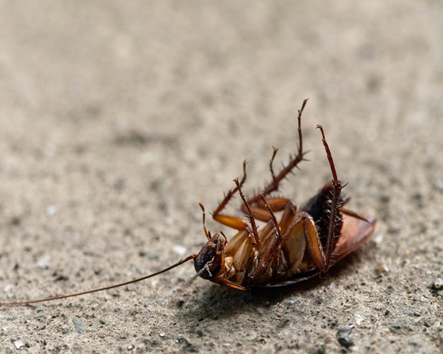 Why Regular Pest Inspections Are Essential for Melbourne Homes