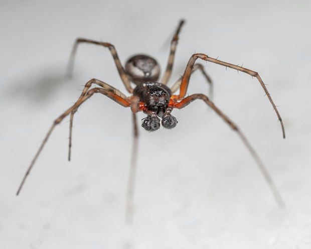 Why Regular Pest Inspections Are Essential for Melbourne Homes