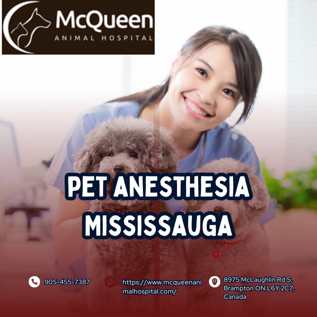 Is pet anesthesia Mississauga safe for my senior cat or dog?