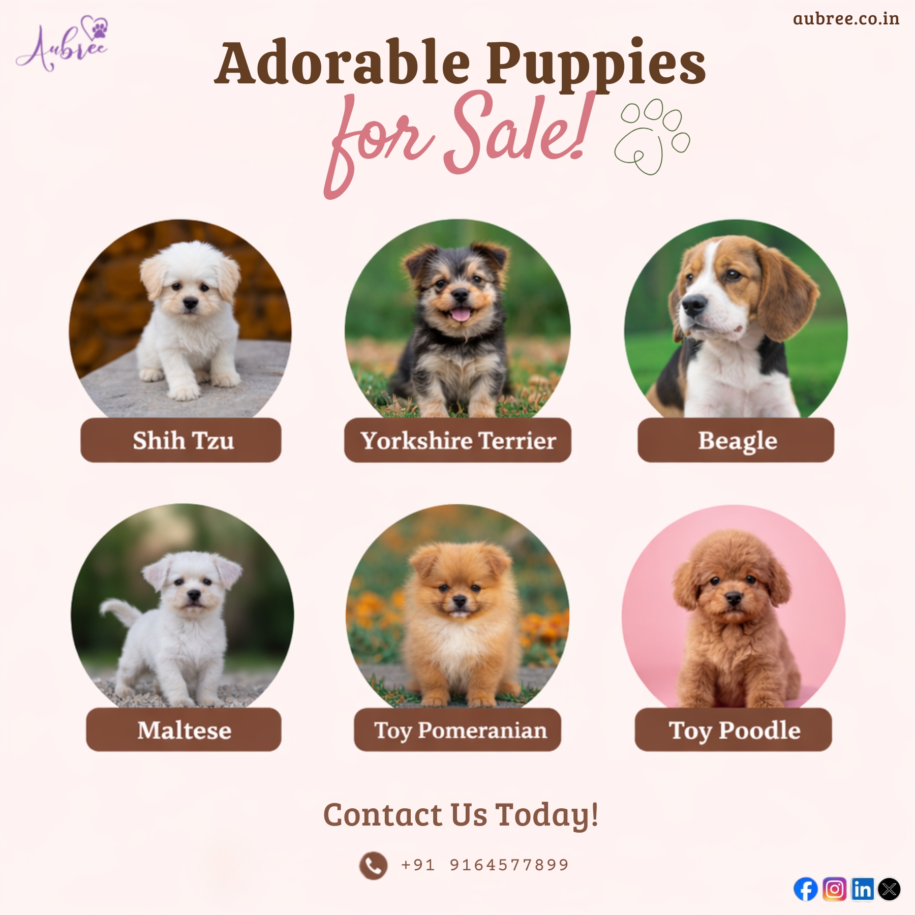 The Essential Guide to Ethical Pet Adoption: Choosing Healthy Puppies for Sale in Bangalore