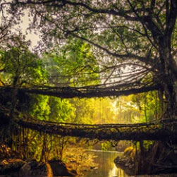 Explore Himalayan Wonders with Our Exclusive North East Tour Package