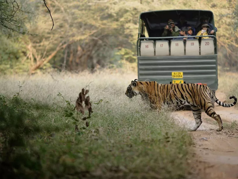 India Safari Tour With Cultural Touch: From Jaipur to Ranthambore