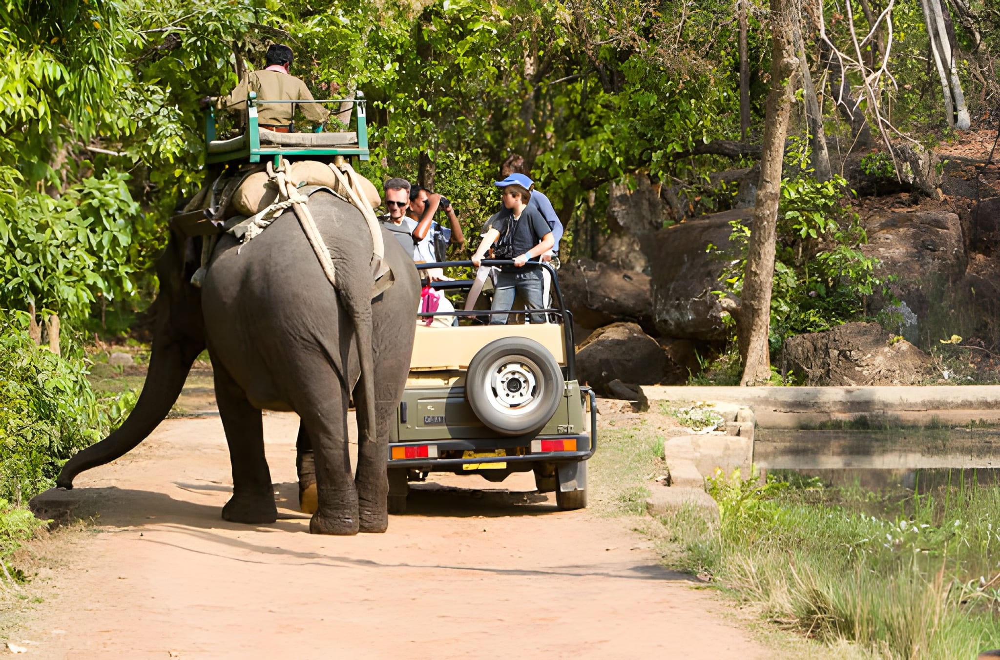 Bandhavgarh Jungle Safari in India (2025-26) – All You Need to Know BEFORE You Go