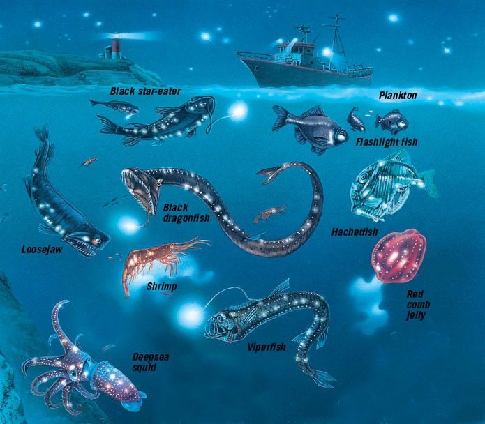Beyond the Surface: Decoding the Mysteries and Evolution of Deep-Sea Life