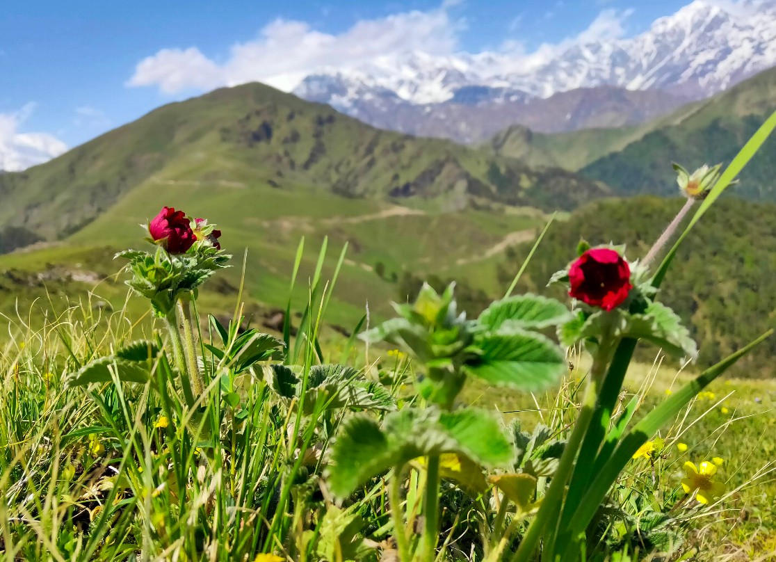 Best Time to Visit Ali Bedni Bugyal Trek