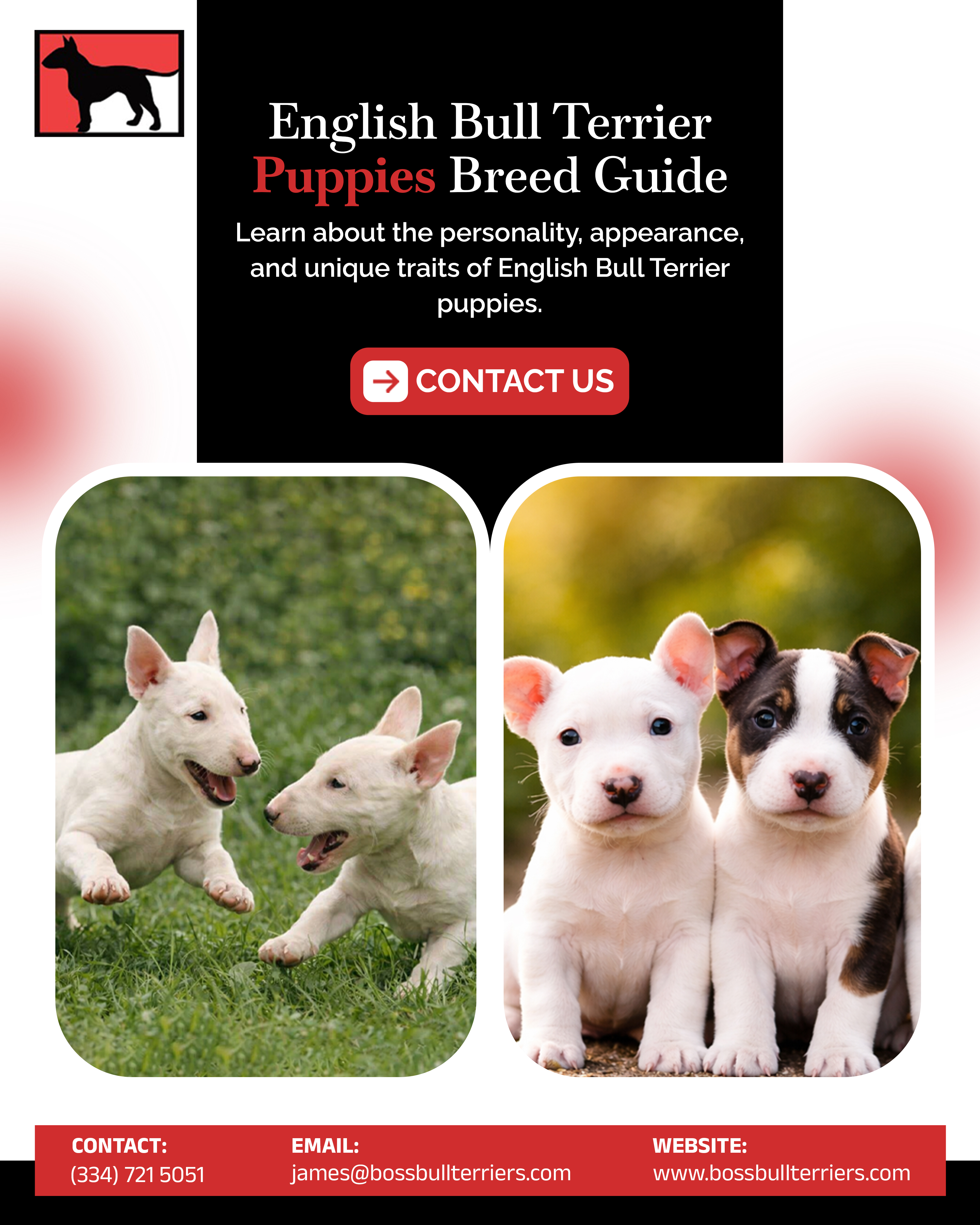 A Simple Guide to White Bull Terriers and English Bull Terriers