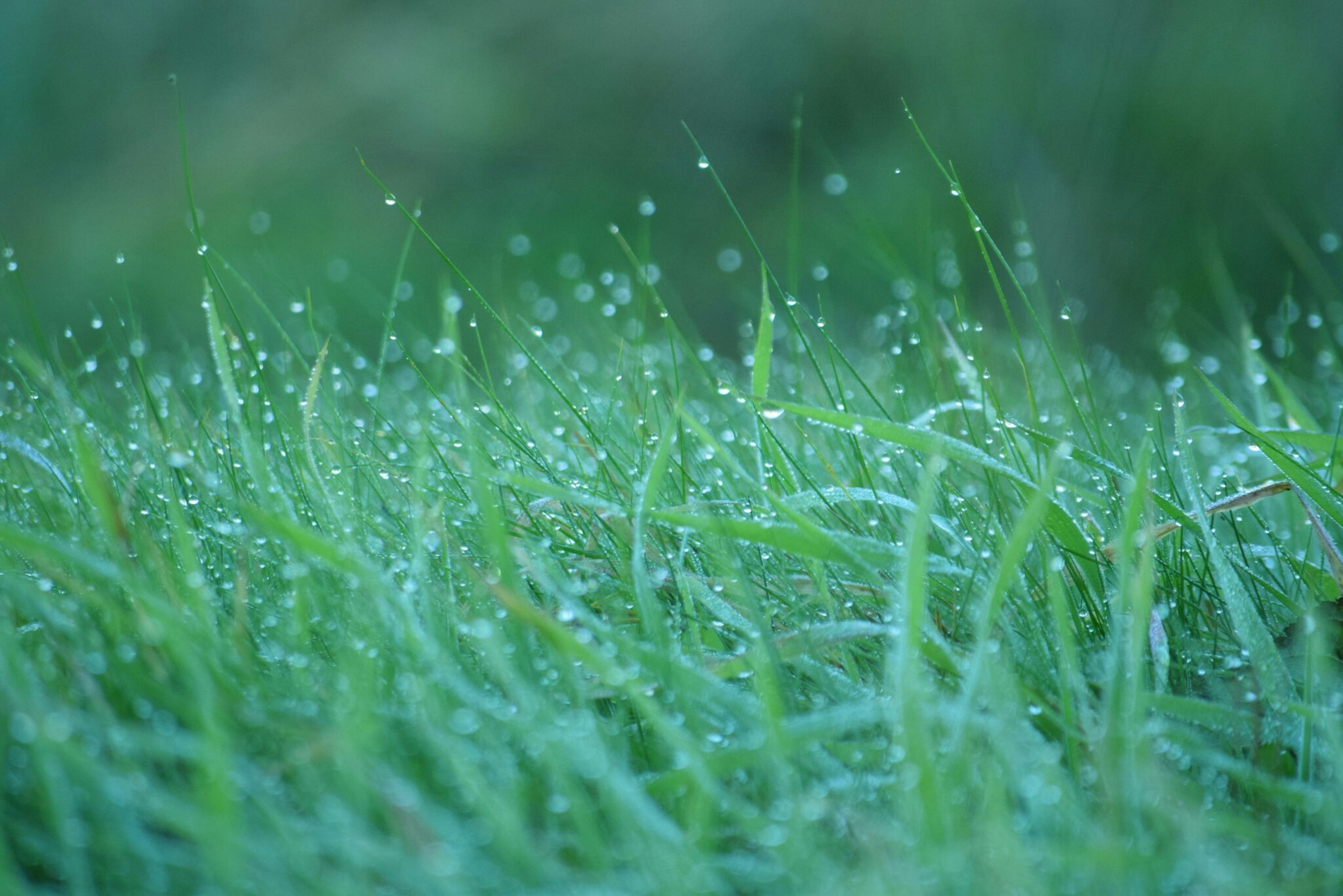 Luxury Lawns Chichester: Complete Lawn Care & Lawn Aeration Services in Chichester for Year-Round Healthy Lawns