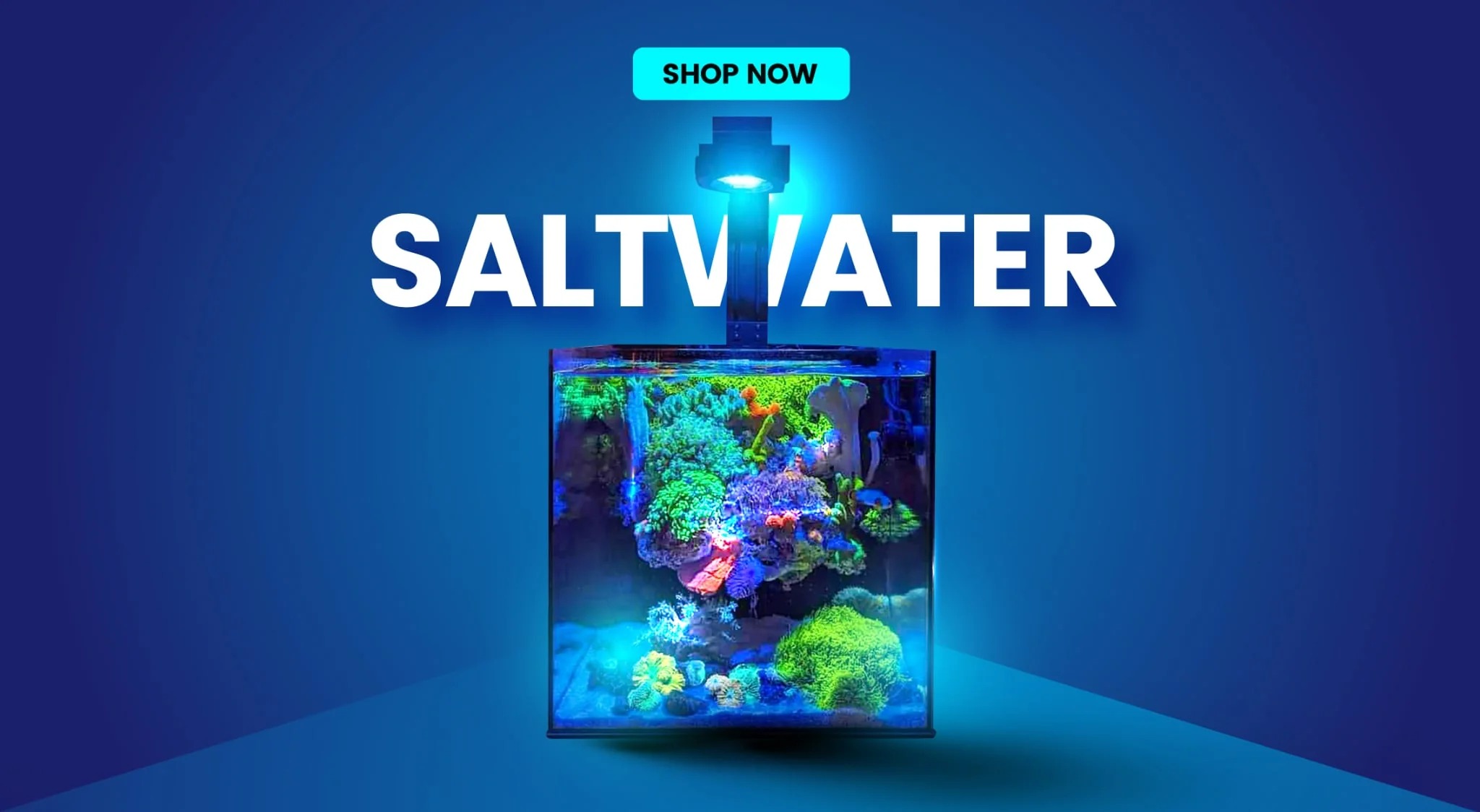 Discover Premium Aquarium Supplies with Dalua International LLC