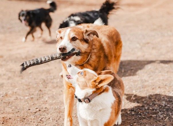 Are Rawhide Dental Chews for Dogs Safe? What Every Pet Owner Should Know