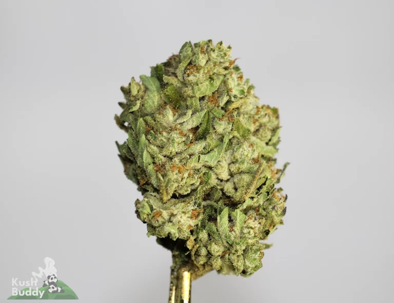 Budget-Friendly Bliss: Getting the Most Out of High-Quality Shake Weed, Bulkweed & Bulk Weed