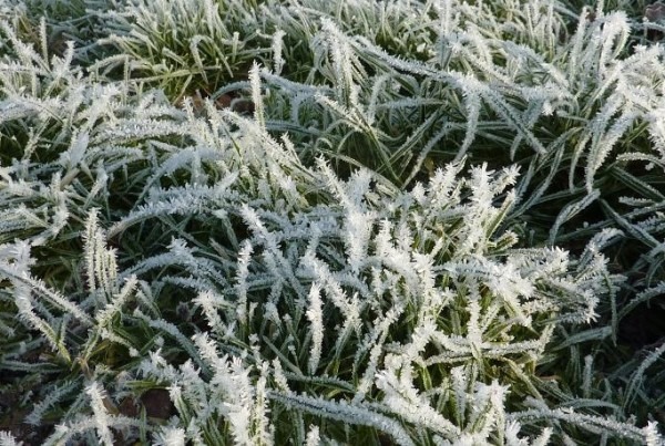 Complete Guide to Lawn Care, Moss Control & Mole Prevention in Chichester