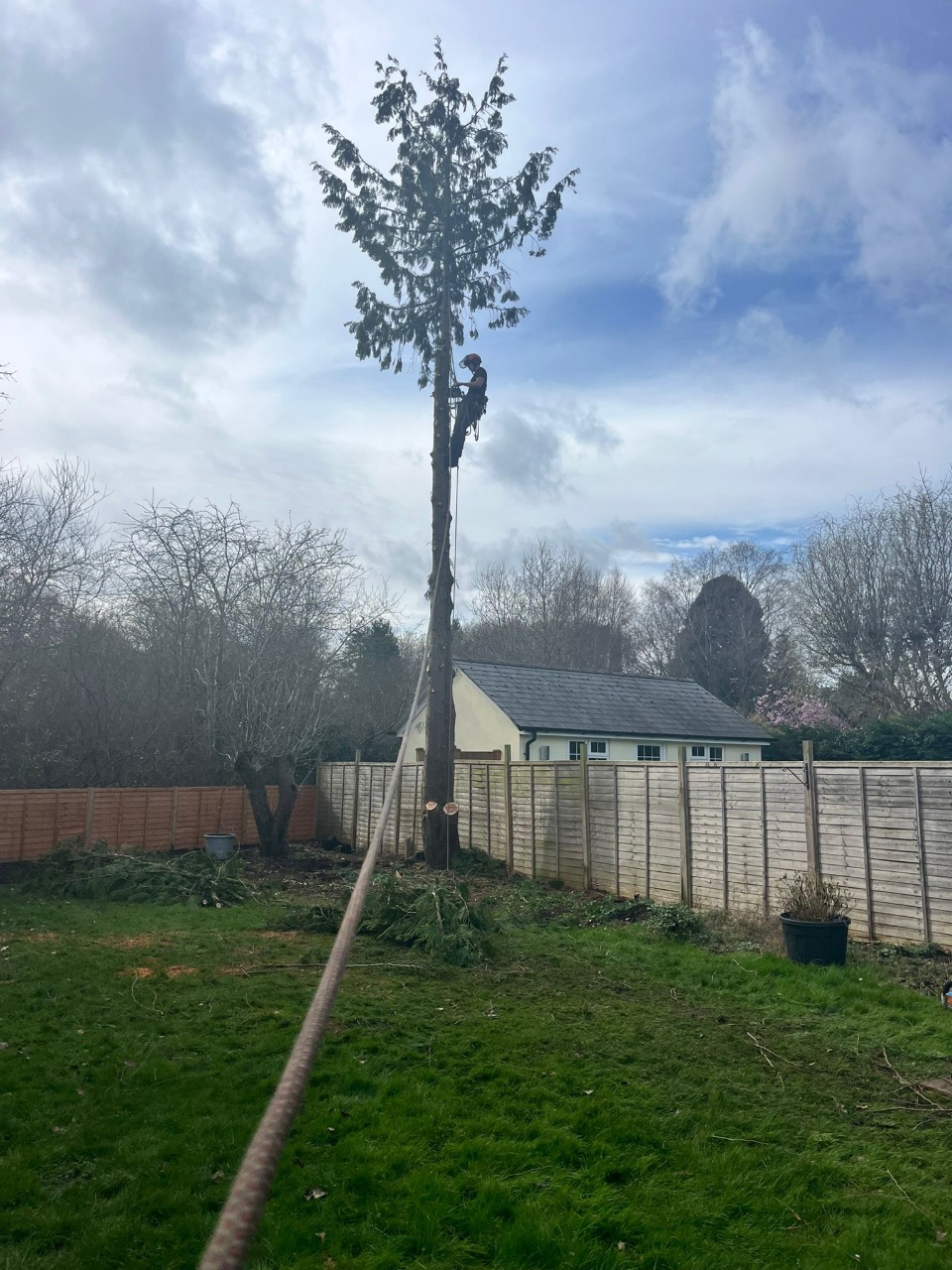 tree surgeon