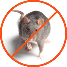 Emergency Rodent Removal in San Antonio: Quick Action Tips
