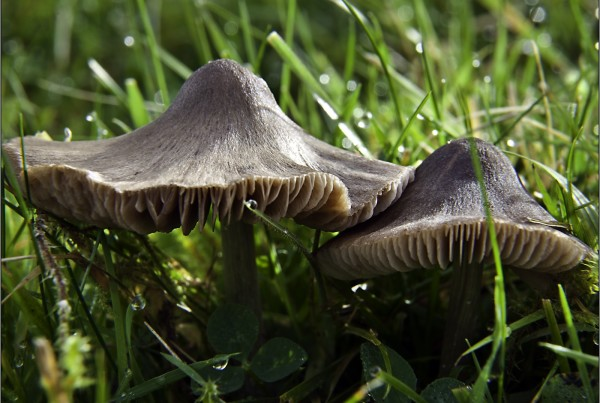 How to have a healthy lawn: Guide on fungus and lawn disease control