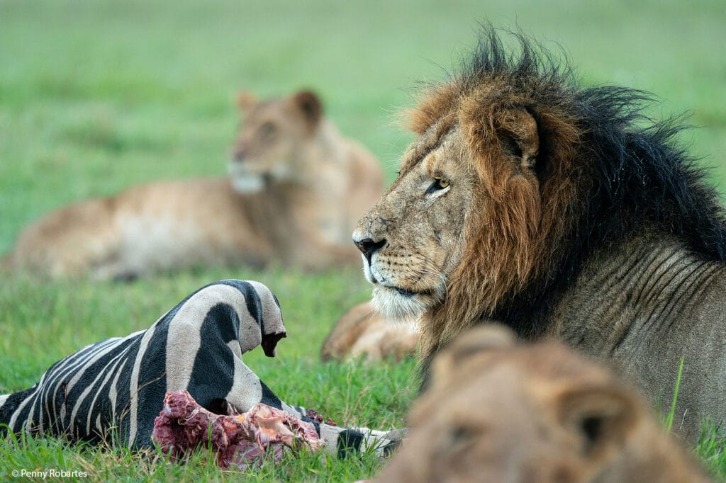 Unforgettable 2026 Journeys: Luxury Safari Tanzania Packages by Signature Safari
