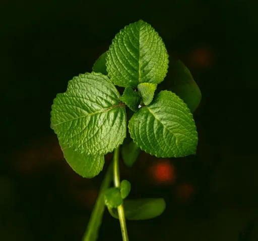 ClassyPlants